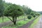 Topiary bonsai and niwaki garden trees nursery