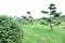 Topiary bonsai and niwaki garden trees nursery