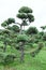 Topiary bonsai and niwaki garden trees nursery