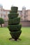 Topiary Bush