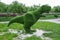 Topiary bush in the shape of a dinosaur.