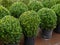 Topiary bushes