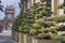 Topiary bushes in the Vinh Trang Temple