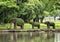 Topiary with elephant family on display at the Fort Worth Botanic Garden, Texas.