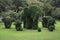 Topiary of Elephants at Bang Pa-In Palace