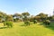 Topiary elephants in Lumphini park