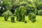 Topiary, elephants trimmed out of shrubs