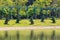 Topiary Elephants in Tropical Park,Thailand.