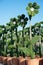 Topiary flowers sculptured in a boxwood bush