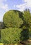 Topiary garden with shrub trimmed into shape