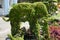 Topiary gardens. elephants created from bushes at green animals. landscape design