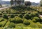 Topiary in the gardens of the Jardins de Marqueyssac in the Dordogne