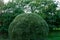 Topiary. Green bush trimmed into round shape.