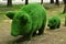 Topiary. Green sculptures of a large pig and a small pig. Urban sculpture.