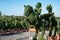 Topiary horseman sculptured in a boxwood bush