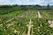 Topiary and kitchen garden in Villandry castle