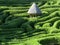 The topiary maze at Glendurgan Garden, Cornwall