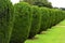 Topiary - Montacute House, Somerset, England