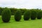 Topiary, Montacute House,Somerset, England