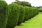 Topiary, Montacute House,Somerset, England