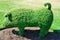 Topiary Pig from an English Garden