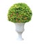 Topiary plant on white urn pot isolated on white background