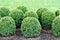 Topiary plants