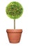 Topiary of red flower Ixora plant on the terracotta clay pot container isolated on white background for formal European style gard