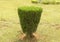 Topiary shrub and plant