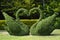 Topiary swans love heart