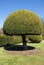 Topiary tree