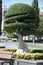 Topiary tree beautifully cut cypress