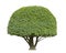 Topiary tree isolated