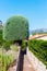 Topiary tree in the mountain village Gourdon, France