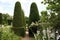 Topiary Trees Avenue. Formal Garden Gravel Path