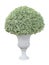 Topiary of white flower with variegated leaf plant on the white urn pot container isolated on white background for formal European