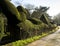 Topiary yew tree hedge