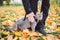 The topic is walking pets in nature. Close-up of leg and a cat on a sled in a park in yellow casts. A man with a cat on