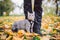 The topic is walking pets in nature. Close-up of leg and a cat on a sled in a park in yellow casts. A man with a cat on