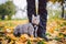 The topic is walking pets in nature. Close-up of leg and a cat on a sled in a park in yellow casts. A man with a cat on