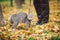 The topic is walking pets in nature. Close-up of leg and a cat on a sled in a park in yellow casts. A man with a cat on