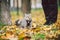 The topic is walking pets in nature. Close-up of leg and a cat on a sled in a park in yellow casts. A man with a cat on