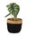 Topical `Alocasia Baginda Dragon Scale` houseplant in black basket pot  on white background