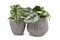 Topical `Alocasia Baginda Dragon Scale` and `Scindapsus Pictus Exotica` houseplants in gray flower pots on white background