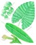 Topical leaf set. Seamless watercolor pattern