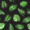 Topical palm leaves pattern.