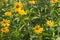 Topinambour Helianthus tuberosus yellow flowers
