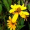 topinambur flowers and bees