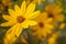 Topinambur - Helianthus tuberosus - Vintage