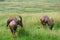 Topis, Maasai Mara Game Reserve, Kenya